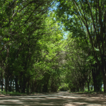 Túnel de árvores